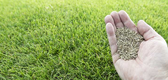 Fescue-Grass-Seed_715x340_crop_top